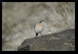 Traquet motteux (Oenanthe oenanthe)